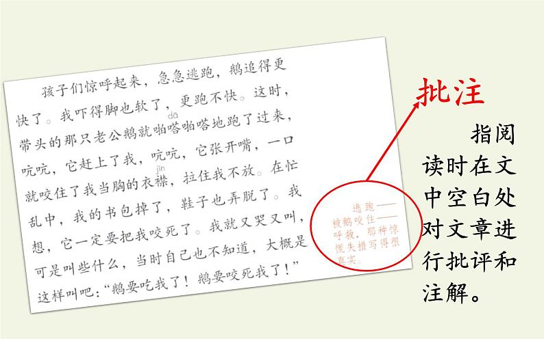 四年级上册语文人教部编版 18.牛与鹅 课件第6页