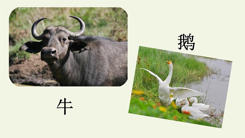四年级上册语文人教部编版 18.牛与鹅 课件第5页