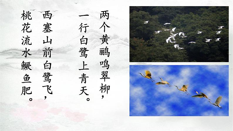 五年级上册语文人教部编版 1 白鹭 课件02