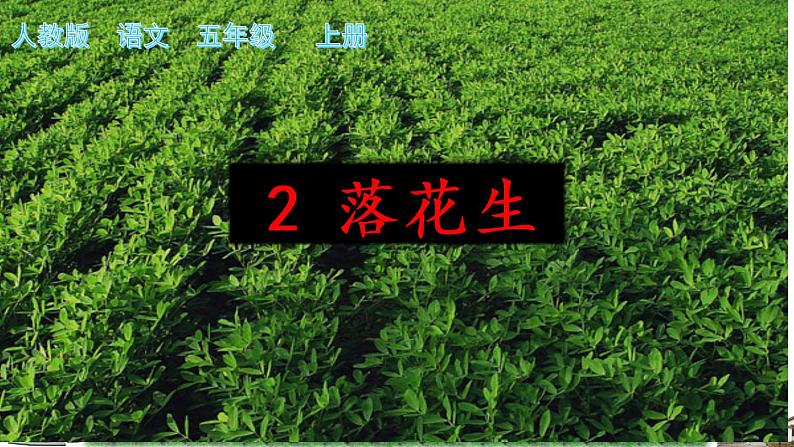 五年级上册语文人教部编版 2.落花生 课件第1页
