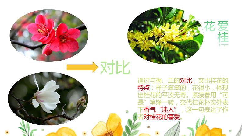 五年级上册语文人教部编版 3.桂花雨 课件第6页