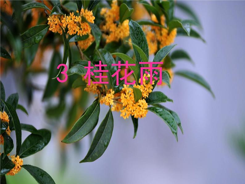 五年级上册语文人教部编版 3.桂花雨 课件第1页