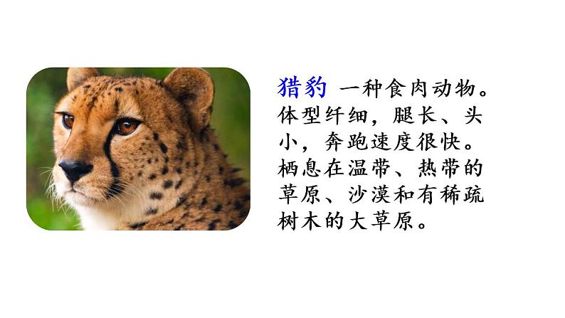 五年级上册语文人教部编版 7.什么比猎豹的速度更快 课件02
