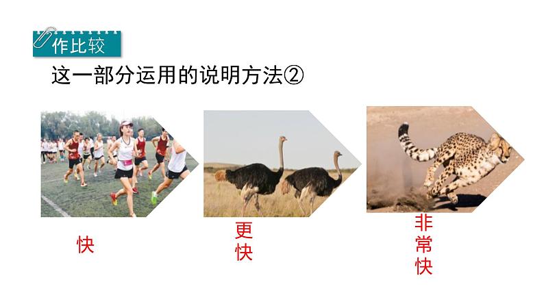 五年级上册语文人教部编版 7.什么比猎豹的速度更快 课件08