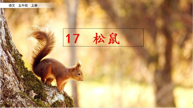 五年级上册语文人教部编版 17.松鼠 课件第1页