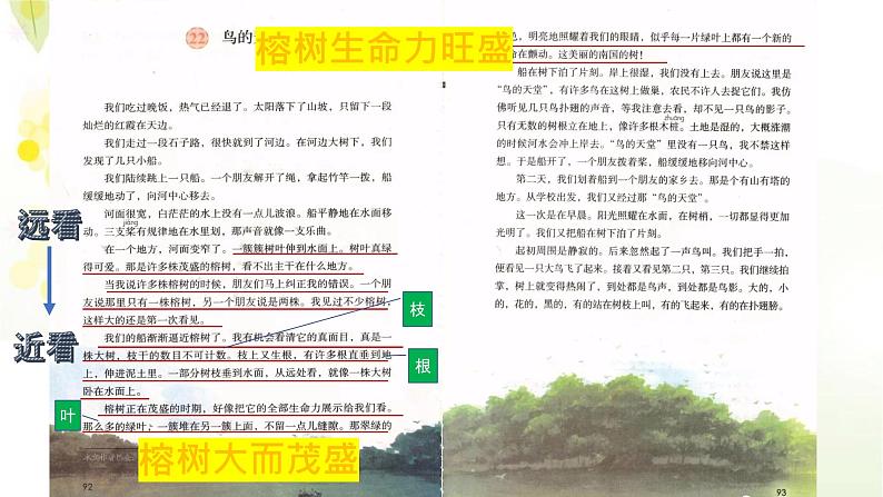 五年级上册语文人教部编版 23.鸟的天堂 课件07