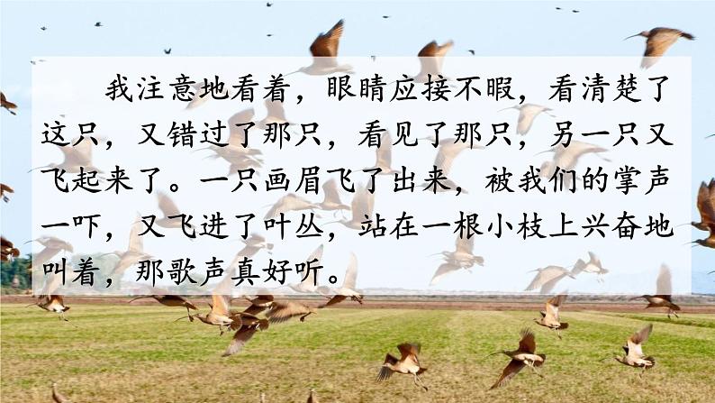五年级上册语文人教部编版 23.鸟的天堂 课件04