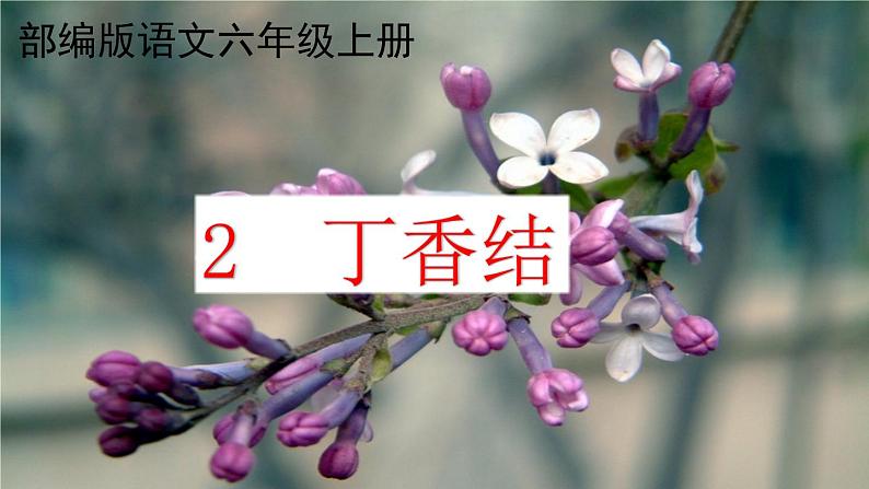 六年级上册语文人教部编版 2.丁香结 课件第1页