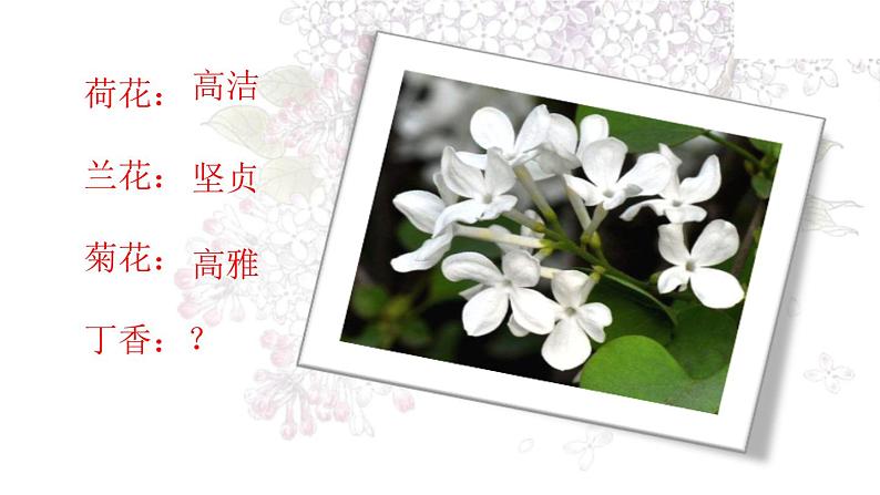 六年级上册语文人教部编版 2.丁香结 课件第2页