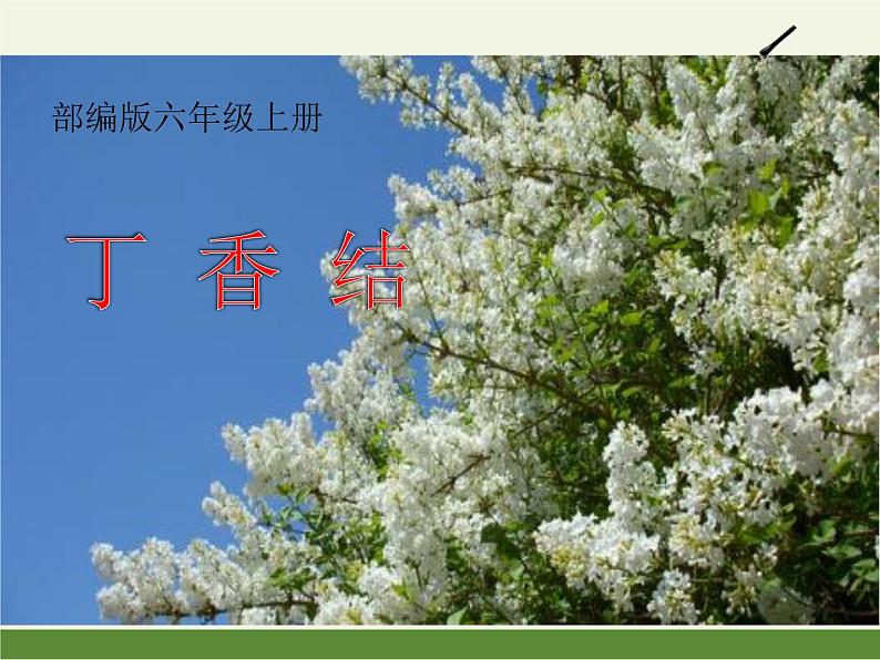 六年级上册语文人教部编版 2.丁香结 课件01