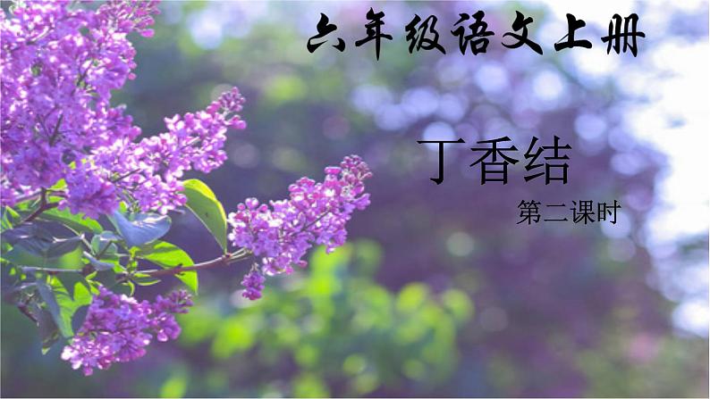 六年级上册语文人教部编版 2.丁香结 课件第1页