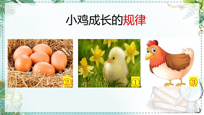 二下22《小毛虫》说课课件07