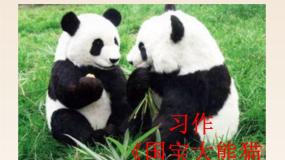 语文三年级下册习作：国宝大熊猫教学演示ppt课件