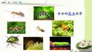 小学语文人教部编版 (五四制)三年级下册第一单元4* 昆虫备忘录示范课课件ppt