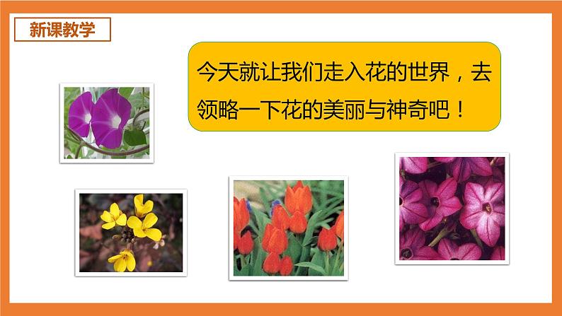 统编版3下语文 13《花钟》课件+教案+练习+素材04