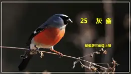 部编版三年级上册语文 25 灰雀 课件