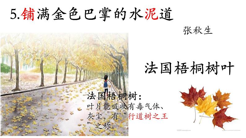 三上5.铺满金色巴掌的水泥道 课件第1页