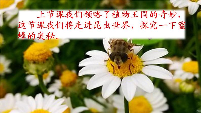 三下 14 蜜蜂 课件02