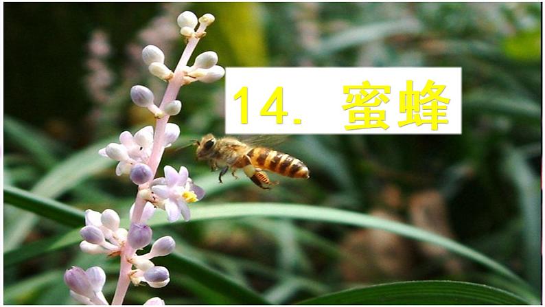 三下 14 蜜蜂 课件03
