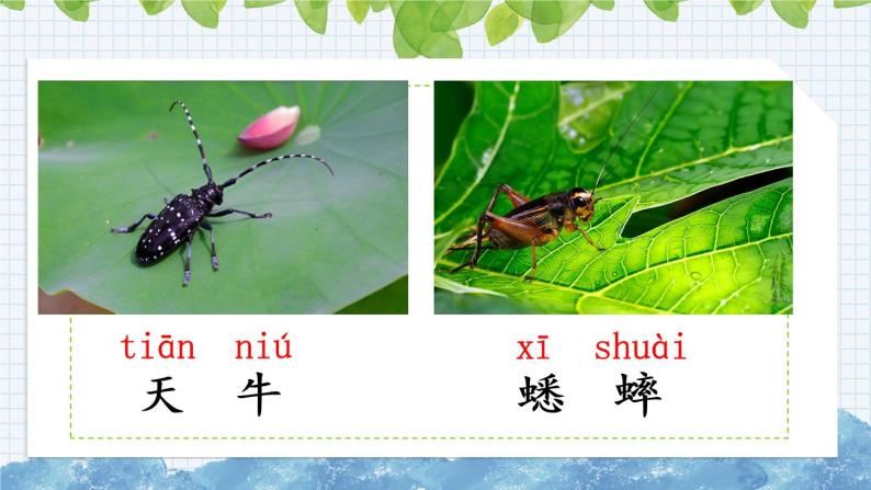 新部编版小学语文二年级下册：我是一只小虫子课件01