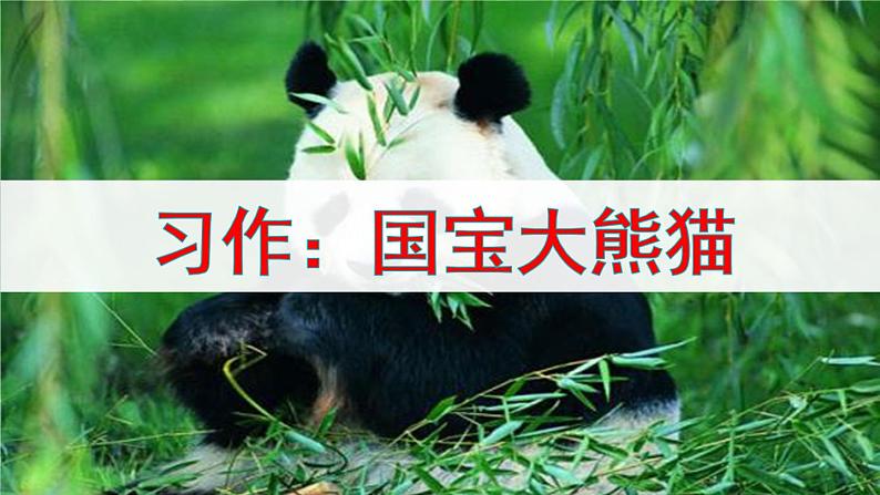新部编版小学语文三年级下册:习作:国宝大熊猫课件第1页