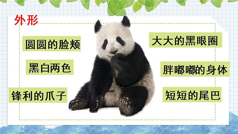 新部编版小学语文三年级下册:习作:国宝大熊猫课件第6页