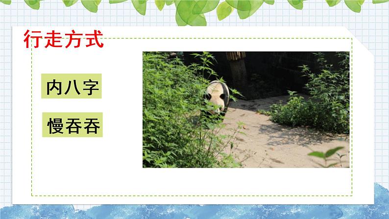 新部编版小学语文三年级下册:习作:国宝大熊猫课件第8页