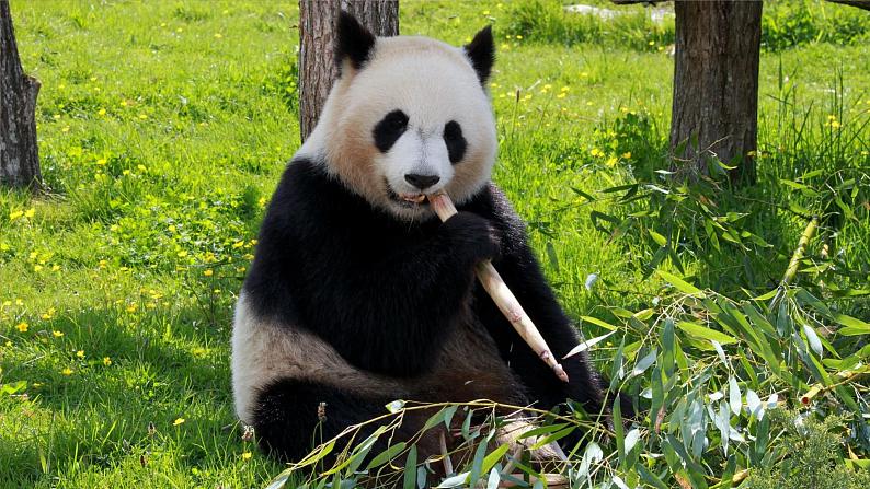 部编版语文二年级上册 口语交际 有趣的动物 课件02