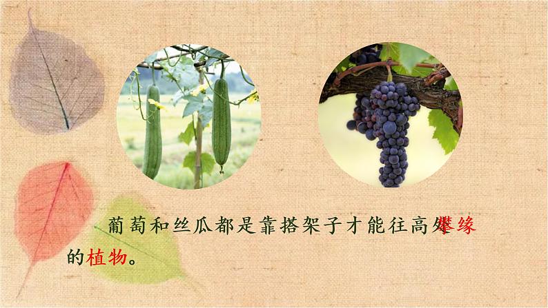 部编版语文四年级上册 10 爬山虎的脚 课件第4页