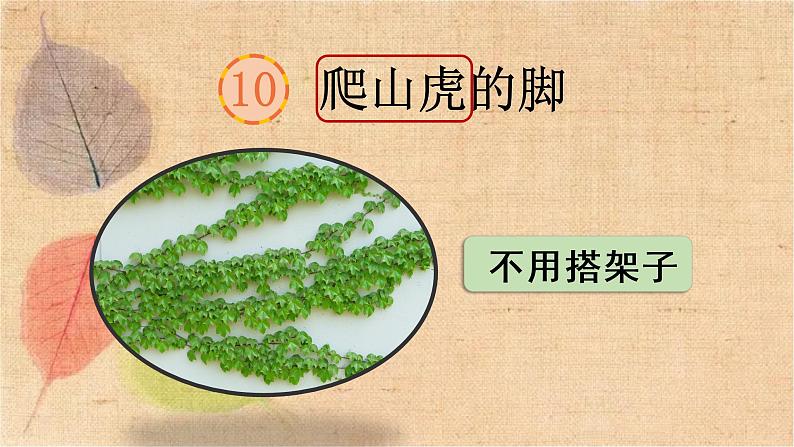 部编版语文四年级上册 10 爬山虎的脚 课件第5页