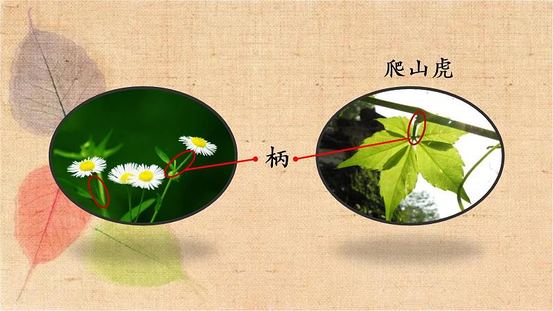 部编版语文四年级上册 10 爬山虎的脚 课件第7页