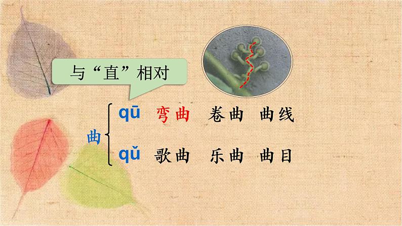 部编版语文四年级上册 10 爬山虎的脚 课件第8页