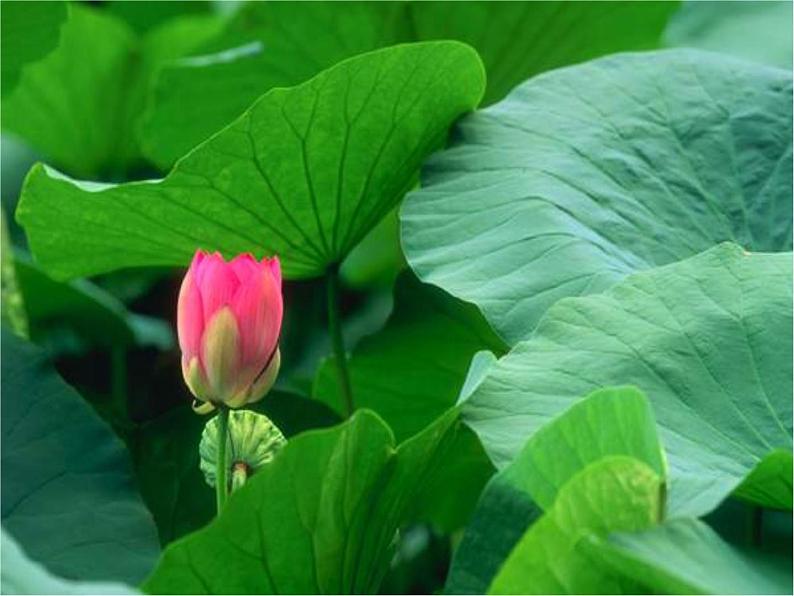 部编版一年级语文下册--13.荷叶圆圆(课件)第6页
