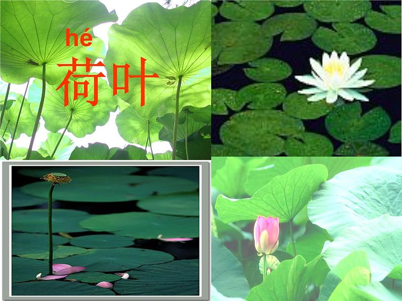 部编版一年级语文下册--13.荷叶圆圆(课件)第7页