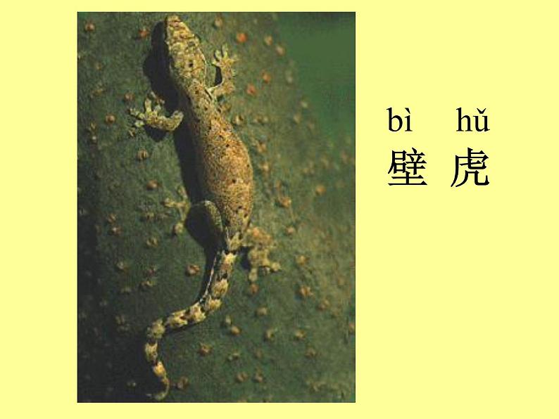 部编版一年级语文下册--21.小壁虎借尾巴(课件1)第1页