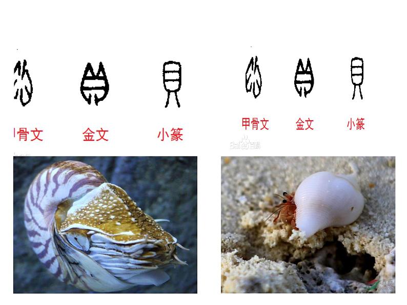 部编版二年级下册语文--3.“贝”的故事(课件2)06