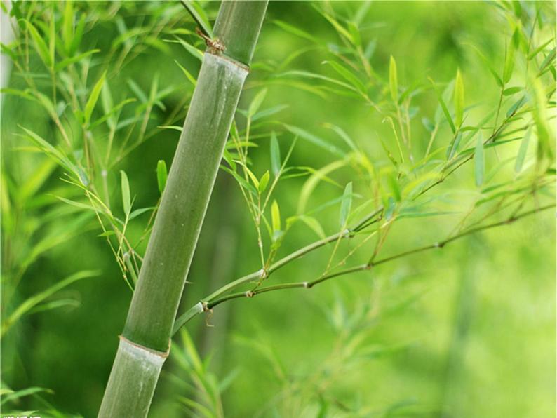 部编版三年级语文下册--1.古诗三首-惠崇春江晚景(课件4)第2页