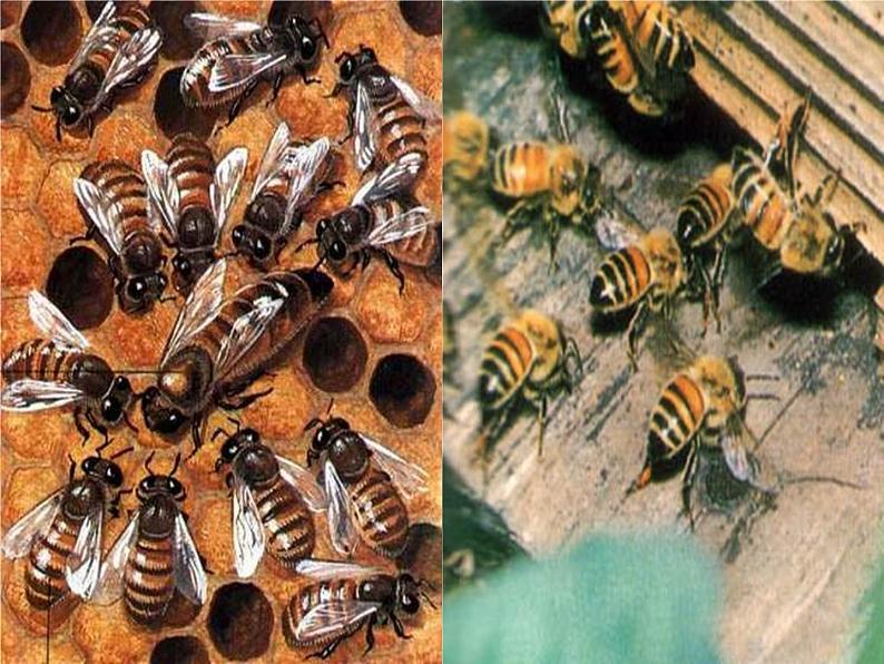 部编版三年级语文下册--14.蜜蜂(课件2)03