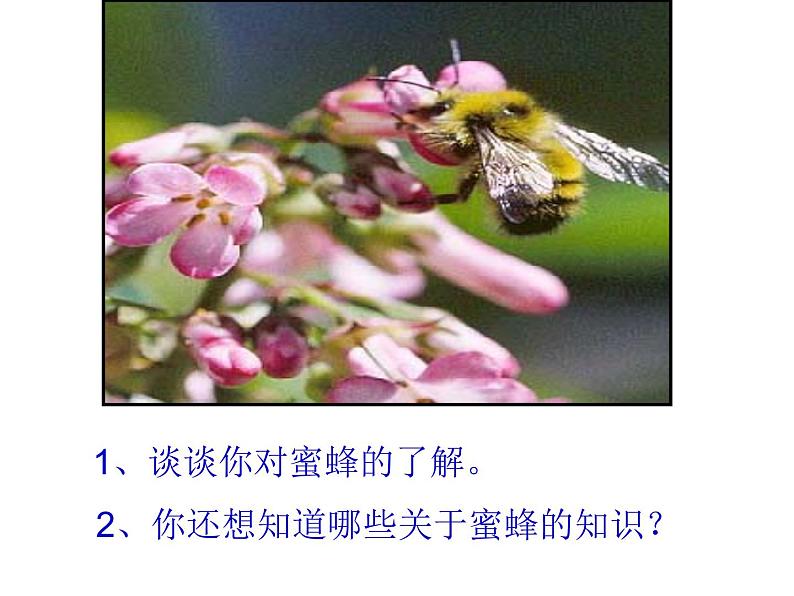 部编版三年级语文下册--14.蜜蜂(课件2)04