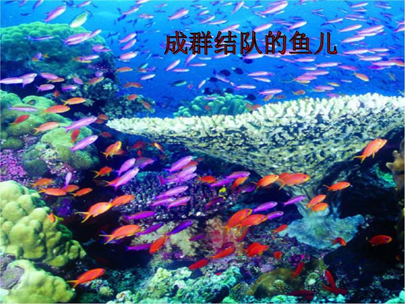 部编版三年级语文下册--23.海底世界(课件4)第6页