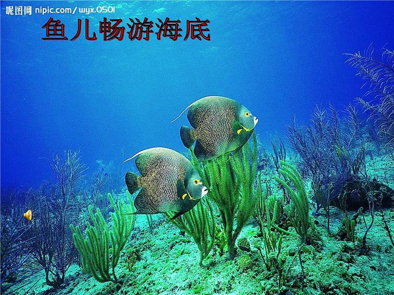 部编版三年级语文下册--23.海底世界(课件4)第7页