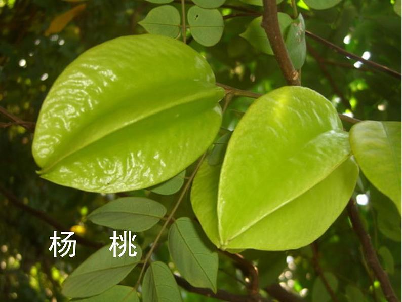 部编版二年级语文下册--13.画杨桃(课件)第5页