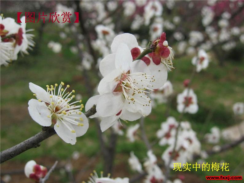 部编版四年级语文下册--22.古诗三首-墨梅(课件4)06