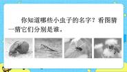 语文11 我是一只小虫子精品课件ppt