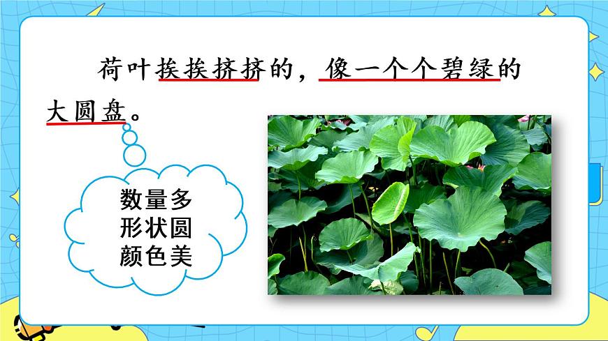 部編版（五四制）三下 3 荷花 課件第5頁