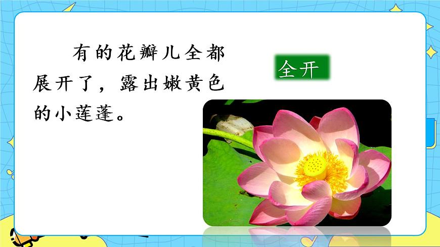 部編版（五四制）三下 3 荷花 課件第8頁
