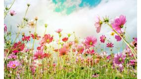 小学语文人教部编版二年级下册村居课堂教学ppt课件