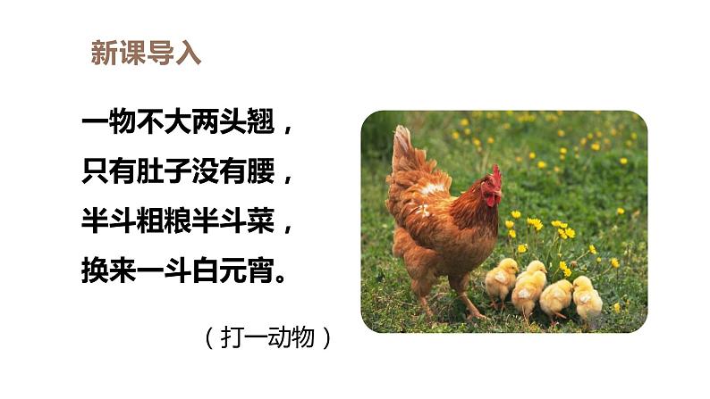 部编版四年级下册语文(教学课件)14.母鸡第1页