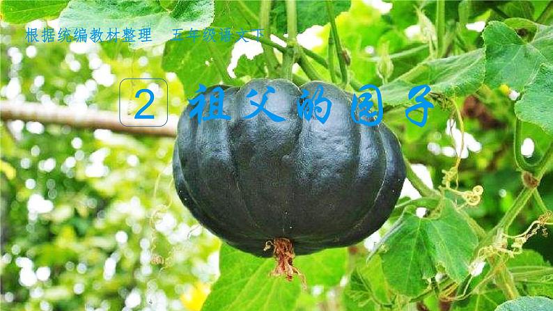 部编版五年级下册语文(教学课件)2 祖父的园子04