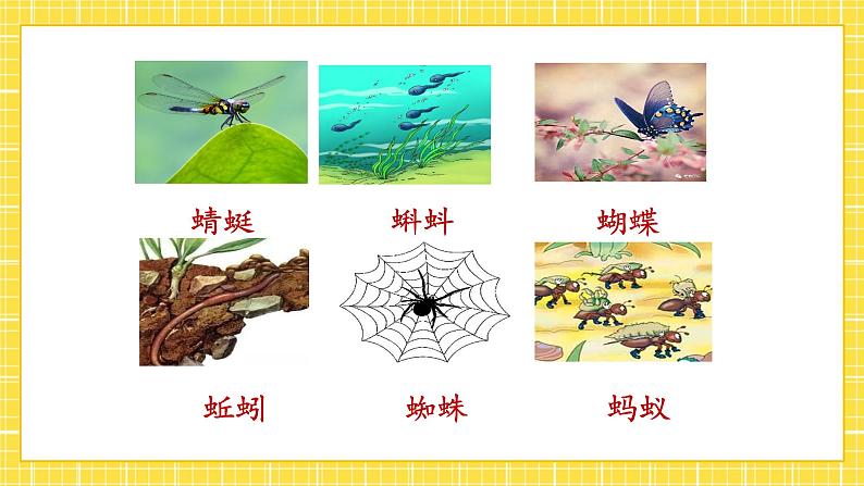 识字5 动物儿歌 课件第5页